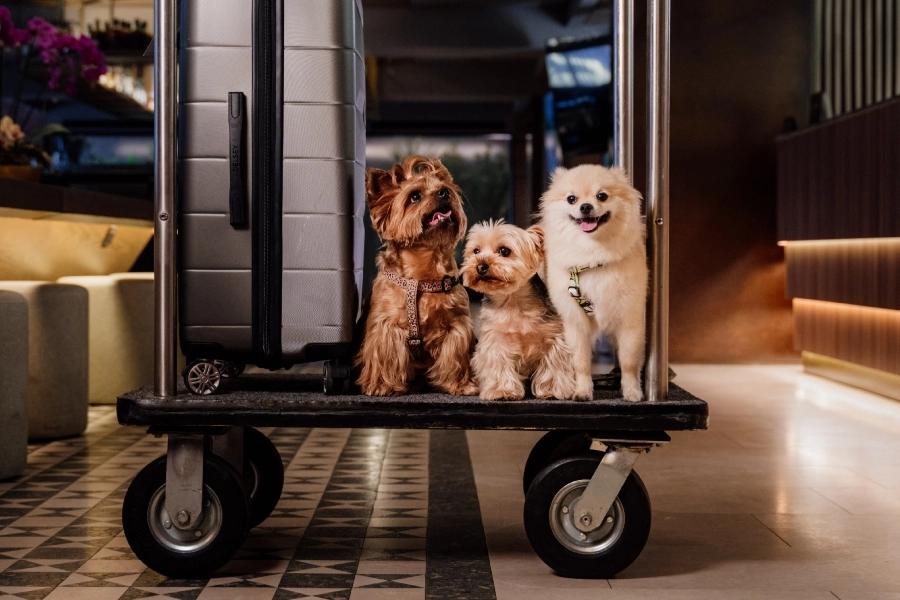 Pet friendly ESTELAR Yopal  Colombia - Yopal Pet friendly ESTELAR Yopal  Colombia - Yopal